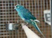 Kakarikis parrot