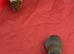 2 female guinea pigs