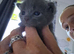 Russian blue babies