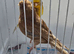 BEAUTIFUL PROVEN PAIR PHAEO CANARIES