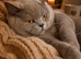 British Shorthair Pedigree Kittens