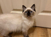 Beautiful Ragdoll kittens