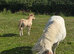 Mare&filly foal