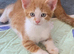 Gorgeous kittens! Ready Now!