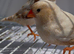 Triple orange zebra finches