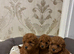 Toy poodle puppies