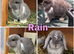 7 Mini lops - waiting list open