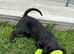 Fully Health Tested F1 Labradoodle Puppies