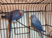 Violet clear tail dna Tested ringneck