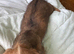 Dauschund x yorkie