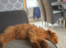 14 week old male cockapoo
