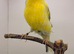 Lancaster male canary