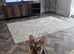 Merle French bulldog girl