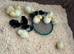 Silver Wyndotte chicks