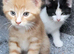 Beautiful kitten looking good a home