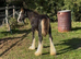 Stunning Mini cob