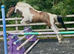 Talented Irish Sports Horse