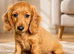 Miniature Long Haired female Dachshund puppies
