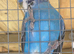 Budgies, 2 recently fledged and two mature male and female