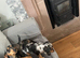 3 Miniature Dachshund puppies ( 2 Tan&1 long haired silver dapple )