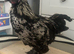 cockerel for sale
