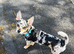 We want to find a home for our dog
