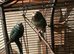 Kakariki babies ready for new homes Now