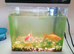 Goldfish for sale