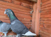 Adana Dewlap Racing Male Peagon