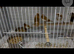 Finches available £15 a bird“”””