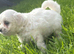 Maltese puppy
