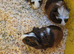 Male & Female guinea pigs available now
