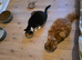 2 cats for sale for £100 together