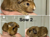 Baby guinea pigs
