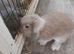 Mini lop for sale
