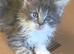 Maine Coon female kitten