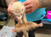 Ferrets