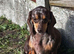 For sale Lola 2 years old dashund girl