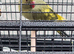 Beautiful baby ringneck talking parrot