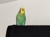 Budgies