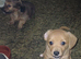 Last little boy chiweenie