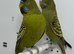 Green Black face Budgies for sale