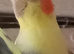 Cockatiels