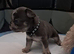 French bulldogs