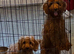 Cockapoo puppy's