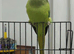 Beautiful active Indian ringneck