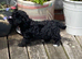 Beautiful yorkiepoo puppies