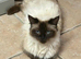 Ragdoll X Kittens (Ready Now)