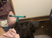 Female staffy cross frenchie black and white