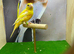 Raza canary cock